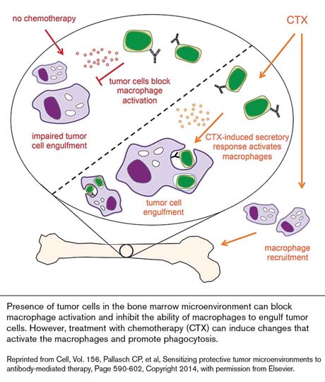 Presence of tumor cells in the bone marrow microenvironment can block macrophage activation and inhibit the ability of macrophages to engulf tumor cells. However, treatment with chemotherapy (CTX) can induce changes that activate the macrophages and promote phagocytosis.Reprinted from Cell, Vol. 156, Pallasch CP, et al, Sensitizing protective tumor microenvironments to antibody-mediated therapy, Page 590-602, Copyright 2014, with permission from Elsevier.