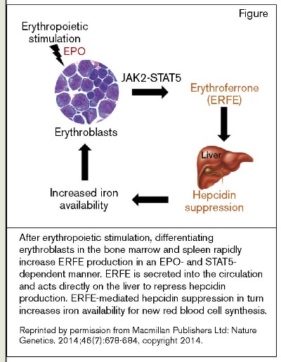After erythropoietic stimulation, differentiating erythroblasts in the bone marrow and spleen rapidly increase ERFE production in an EPO- and STAT5- dependent manner. ERFE is secreted into the circulation and acts directly on the liver to repress hepcidin production. ERFE-mediated hepcidin suppression in turn increases iron availability for new red blood cell synthesis.Reprinted by permission from Macmillan Publishers Ltd: Nature Genetics. 2014;46(7):678-684, copyright 2014.