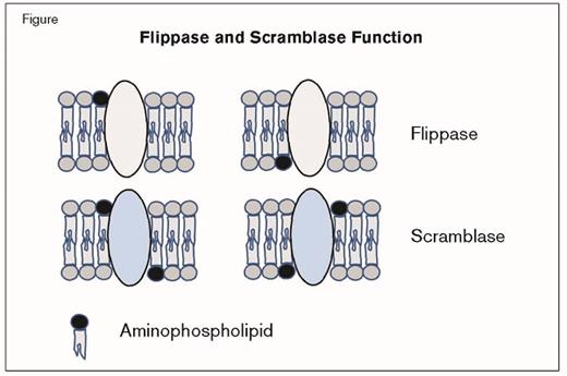 Flippase and Scramblase Function