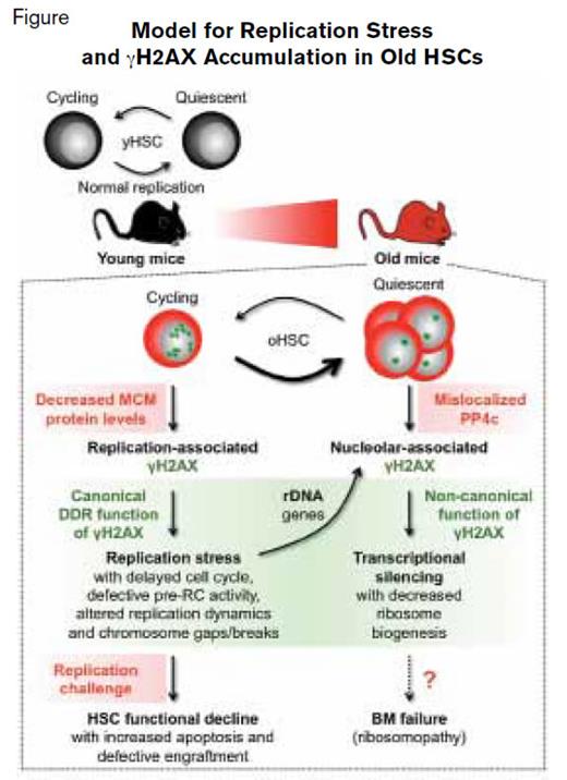Model for Replication Stress and γH2AX Accumulation in Old HSCs. Reprinted by permission from Macmillan Publishers Ltd: Nature. 512:198-202, copyright 2014.