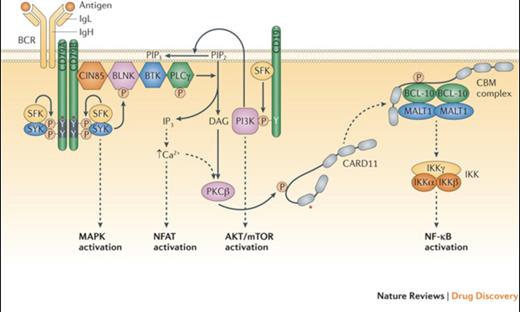 B Cell Receptor Signalling Basics. Shown are the B cell receptor (BCR), the co-receptor CD19, and various signalling intermediates that are engaged following binding of the BCR to antigen. Several downstream pathways are ultimately triggered, as indicated. The asterisk indicates protein regions affected by recurrent somatic alterations in human lymphomas. See main text for details. BLNK, B-cell linker protein; BTK, Bruton tyrosine kinase; CARD11, caspase recruitment domain containing protein 11; CBM, CARD11–BCL-10–MALT1; CIN85, Cbl interacting protein of 85 kDa; DAG, diacylglycerol; IKK, inhibitor of NF-ΚB kinase; IgH, immunoglobulin heavy chain; IgL, immunoglobulin light chain; IP3, inositol trisphosphate; MALT1, mucosa-associated lymphoid tissue lymphoma translocation protein 1; MAPK, mitogen-activated protein kinase; mTOR, mammalian target of rapamycin; NF-ΚB, nuclear factor-ΚB; NFAT, nuclear factor of activated T cells; PI3K, phosphoinositide 3-kinase; PIP2, phosphatidylinositol-4,5-bisphosphate; PIP3, phosphatidylinositol-3,4,5- trisphosphate; PKCΒ, protein kinase CΒ; PLCγ, phospholipase Cγ; SFK, SRC family kinase.Reprinted with permission from Nat Rev Drug Discov. 2013;12:229-243.