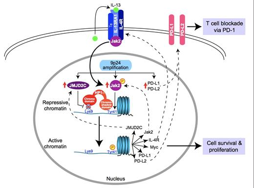 Model for the Pathogenesis of PMBL and Hodgkin Lymphoma. Reprinted by permission from Macmillan Publishers Ltd: Nature Immunology. Rui L, Schmitz R, Ceribelli M, et al. Malignant pirates of the immune system. 12:933-940, copyright 2011.