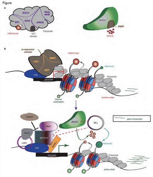 JMJD3 as a Pivotal Factor in NOTCH1-Mediated Oncogenic Activation in T-cell Leukemia. A) Schematic representation of the H3K27me3 writer (the polycomb complex, left) and eraser (JMJD3, right). EZH2 contains the catalytic subunit of the complex through its SET domain, whereas the EED subunit recognizes the H3K27me3 mark and aids in polycomb binding. JmjC domain activity is inhibited by the small molecule inhibitor GSKJ4. B) The main idea about the key role of JMJD3 in the NOTCH1transcriptional complex. Before activation of the NOTCH1 signaling pathway, the promoters of classical NOTCH1 target genes are bound by RBP-Jk, together with components of the co-repressor complexes and PRC2, leading to low gene expression. After the binding of NOTCH1 and its co-activator MAML1, the genes are activated through the recruitment of JMJD3 and the MLL complex, with simultaneous eviction of PRC2, which leads to the demethylation of H3K27me3 and the methylation of H3K4me3.Reprinted by permission from Macmillan Publishers Ltd: Nature. Volume 514: pg. 513-517, copyright 2014.