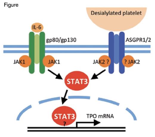 Comparison Between the AMR and IL-6R Signaling Pathways Leading to TPO mRNA Expression. Binding of desialylated platelets to the hepatic AMR composed of 1 ASGPR2 and 2 ASGPR1 subunits activates JAK2. IL-6 binding to its hepatic receptor composed of 1 gp80 and 2 gp130 subunits activates gp130-associated JAK1. Both JAK1 and JAK2 phosphorylate STAT3, resulting in its translocation to the nucleus where it stimulates mRNA expression of TPO and acute phase response proteins. It is unclear whether JAK2 directly associates with ASGPR1 and whether STAT3 directly binds to the TPO promoter.
