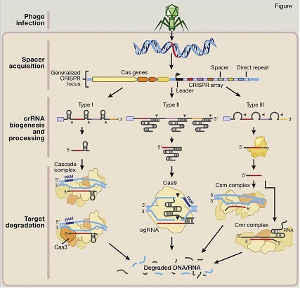 Natural Mechanisms of Microbial CRISPR Systems in Adaptive Immunity. Following invasion of the cell by bacteriophages or plasmids (step 1: phage infection), certain CRISPR-associated (Cas) enzymes acquire spacers from the exogenous protospacer sequences and install them into the CRISPR locus within the prokaryotic genome (step 2: spacer acquisition). These spacers are segregated between direct repeats that allow the CRISPR system to mediate self and nonself recognition. The CRISPR array is a noncoding RNA transcript that is enzymatically maturated through distinct pathways that are unique to each type of CRISPR system (step 3: crRNA biogenesis and processing). In types I and III CRISPR, the pre-crRNA transcript is cleaved within the repeats by CRISPR-associated ribonucleases, releasing multiple small crRNAs. In type II CRISPR, which was used by the authors of the zygote editing manuscript, an associated trans-activating CRISPR RNA (tracrRNA) hybridizes with the direct repeats, forming an RNA duplex that is cleaved and processed by endogenous RNase III and other unknown nucleases. Maturated crRNAs from type I and III CRISPR systems are then loaded onto effector protein complexes for target recognition and degradation. In type II systems, crRNA-tracrRNA hybrids complex with Cas9 to mediate interference.Reprinted from Cell, Vol. 157, Hsu et al, "Development and Applications of CRISPR-Cas9 for Genome Engineering," Pages 1262-1278, Copyright 2014, with permission from Elsevier.
