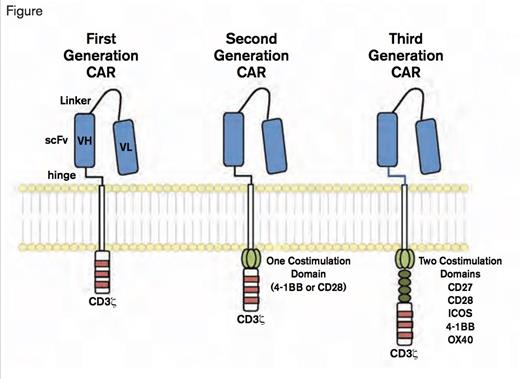 Chimeric Antigen Receptors. CARs target surface antigens in an MHC-independent fashion and consist of an ectodomain, hinge domain, transmembrane domain, and endodomain. The initial trials tested first-generation CARs that have a single cytoplasmic domain. Current trials are testing second- and third-generation CARs that have combinations of signaling domains. (Blood. 2014;123:2625-2635.)