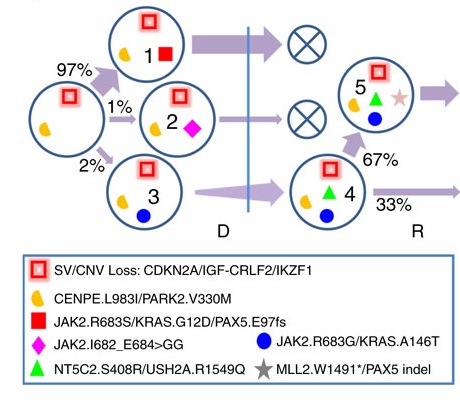 Clonal Lineages at Diagnosis (D) and Relapse (R). Each clone is identified with a number. Mutation clusters present in each clone are marked by distinct shapes and colors. Key mutations as well as copy-number variation and structural variations in each cluster are labelled in the legend. D and R are demarcated by a vertical blue bar. Clonal population size is labelled as percentage of tumor content. The thickness of an arrow from a progenitor clone to its descendant is proportional to population change. ”Falling” clones that did not survive therapy are marked by an X.