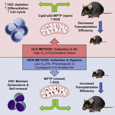 Effects of EPHOSS on Hematopoietic Stem Cells. Hematopoietic stem cells (HSC) collected in air results in increased reactive oxygen species (ROS) production and opening of the mitochondrial permeability transition pore (MPTP) via a cyclophilin D (CypD) mediated mechanism. This oxidative stress results in lower recovery of phenotypic and functional HSCs. Conversely, the new methods of harvesting described by the authors; either in 3 percent oxygen or in the presence of the CypD inhibiting cyclosporine A, results in increased HSC recovery and transplantation.Reprinted from Cell, Vol 161/ Issue 7, Mantel CR et al, Enhancing hematopoietic stem cell transplantation efficacy by mitigating oxygen shock, pages 1553-1565, Copyright 2015, with permission from Elsevier.