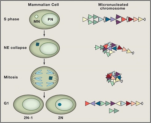 Chromothripsis from Ruptured Micronuclei. When a chromosome mis-segregates during mitosis, it can result in a daughter cell with two nuclei, the primary nucleus (PN) containing most of the genome and the micronucleus (MN), containing the missegregated chromatin (upper-left). After the cell enters S phase, DNA replication can occur on the micronucleated chromatin (upper-right). Rupture of the nuclear envelope during replication (middle-left) causes DNA damage, including double-stranded DNA breaks (middle-right). When the damaged chromatin is re-enclosed in a nuclear envelope after mitosis, DNA damage repair pathways can recognize the shattered chromatin and randomly reassemble the pieces to form a new chromosome (lower-right).Reprinted from Cell, Vol 161, Hatch EM and Hetzer MW, Linking Micronuclei to Chromosome Fragmentation, Pages No. 1502-1504, Copyright 2015, with permission from Elsevier.