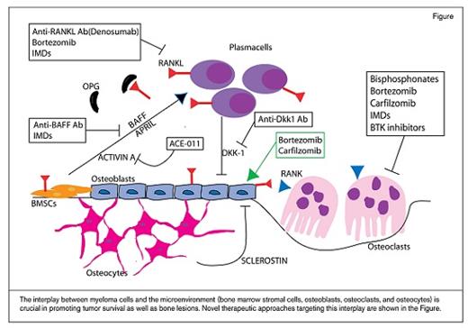 The interplay between myeloma cells and the microenvironment (bone marrow stromal cells, osteoblasts, osteoclasts, and osteocytes) is crucial in promoting tumor survival as well as bone lesions. Novel therapeutic approaches targeting this interplay are shown in the Figure.
