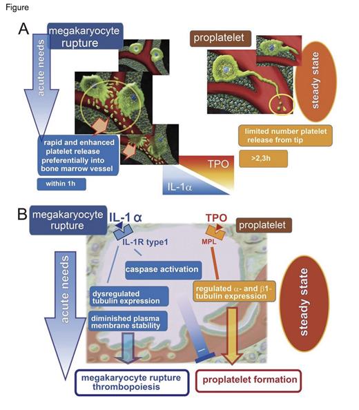 Two Mechanisms of Platelet Release from Bone Marrow into the Blood. The IL-1α-mediated megakaryocyte rupture mechanism on the left rapidly releases large numbers platelets into the marrow vascular sinus. The TPO-mediated pro-platelet formation mechanism on the right provides platelets at slower rates during steady-state conditions. From Nishimura S et al. J Cell Biol. 2015;209:453-466.
