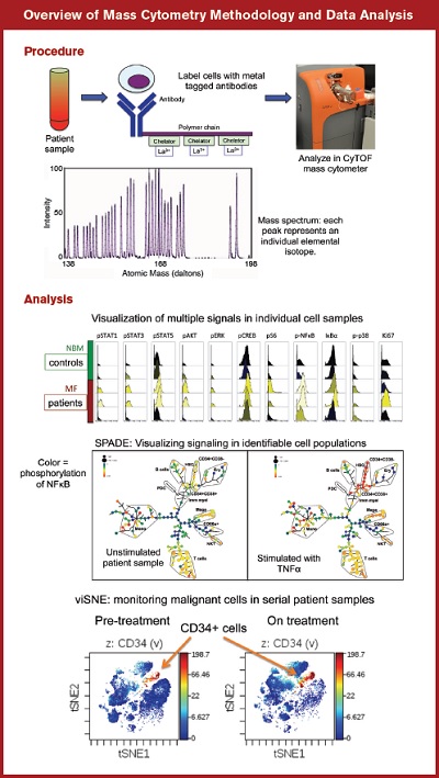 Overview of Mass Cytometry Methodology and Data Analysis.Procedure: Top, cells isolated from patient or control samples are labeled with metal tagged antibodies, whose atomic masses are read by the CyTOF mass cytometer. Below, a spectrum of atomic masses of lanthanide metals used to label antibodies for mass cytometry.Analysis: Top, multiple signaling molecules can be measured simultaneously and compared in patient versus control sample cell populations. Middle, SPADE (Spanning tree Progression of Density normalized Events) analysis illustrates signaling across multiple cell populations basally and in response to stimulation with TNFα (tumor necrosis factor-α). Bottom, viSNE (Visualization of t-distributed Stochastic Neighbor Embedding algorithm) plots identifying the persistence of CD34+ stem/progenitor cells in the peripheral blood of a myelofibrosis patient prior to (left) and on treatment (right) with ruxolitinib.