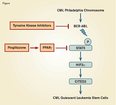 Targeted Combination Therapy to Eradicate Leukemia Stem Cells in Chronic Myeloid Leukemia (CML). The oncogenic BCR-ABL fusion protein phosphorylates and activates STAT5, which initiates a pathway leading to quiescence of leukemia stem cells. Tyrosine kinase inhibitors block BCR-ABL, whereas pioglitazone activates peroxisome proliferator-activated receptor gamma (PPARγ), which inhibits STAT5. The synergistic effect of both drugs on the quiescence pathway leads to the death of the leukemia stem cells.
