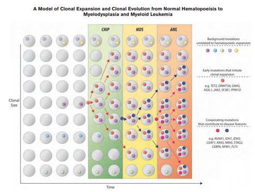 A Model of Clonal Expansion and Clonal Evolution From Normal Hematopoeisis to Myelodysplasia and Myeloid Leukemia. Clonal hematopoiesis of indeterminate potential (CHIP) as a precursor state for hematologic neoplasms. The figure depicts a model for evolution from normal hematopoiesis to CHIP and then, in some cases, to myelodysplastic syndromes (MDS) and acute myeloid leukemia (AML). Hematopoietic progenitor cells or stem cells commonly acquire mutations throughout the human lifespan; most of these are passenger mutations that have no consequence for hematopoiesis. Certain mutations, however, confer a survival advantage to the mutated cell and its progeny and allow clonal expansion. Serial acquisition of mutations in an expanded clone can lead to a disease phenotype and ultimately, morbidity and mortality. CHIP can also directly progress to AML without an intervening MDS stage, and CHIP can progress to other conditions such as myeloproliferative neoplasms or lymphoid neoplasms. The majority of patients with CHIP will never develop an overt neoplasm, and patients will eventually die of unrelated causes.From Steensma et al. Blood. 2015;126:9-16, with permission.