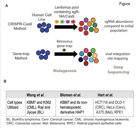 Functional Screens to Identify Essential Genes in Human Cells. (A) Two approaches taken by Dr. Tim Wang and coauthors to identify genes essential for human cell survival. One approach utilized CRISPR-mediated gene deletion using pools of small-guide RNAs (sgRNAs) targeting all protein-coding genes (top). They simultaneously utilized retroviral-mediated insertion of gene traps into the coding sequence of all protein-coding genes (bottom). (B) Table depicting the cell types used in similar functional genomic screens to identify essential genes in three recent studies.
