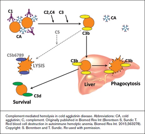 Complement-mediated hemolysis in cold agglutinin disease. Abbreviations: CA, cold agglutinin; C, complement. Originally published in Biomed Res Int (Berentsen S, Sundic T. Red blood cell destruction in autoimmune hemolytic anemia. Biomed Res Int. 2015;363278). Copyright: S. Berentsen and T. Sundic. Re-used with permission.