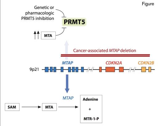 Discovery of Enhanced Dependency on the Enzyme PRMT5 in Cancer Cells Bearing Deletion of MTAP.MTAP, located on 9p21 adjacent to the CDKN2A/CDKN2B locus, which is commonly deleted in cancer, encodes a critical metabolic enzyme that cleaves MTA to generate precursor substrates for methionine and adenine salvage pathways. Interestingly, PRMT5 is inhibited by MTA (due to the fact that MTA acts as a competitive inhibitor of SAM which is required for PRMT5 function) and is therefore partially inhibited in tumors lacking MTAP. Because PRMT5 is essential for cell survival, cells lacking MTAP are especially sensitive to pharmacologic inhibition of PRMT5. MTA, methylthioadenosine; MTAP, methylthioadenosine phosphorylase; MTR-1-P, methylthioribose-1-phosphate; PRMT5, protein arginine methyltransferase 5; SAM, s-adenosyl methionine.