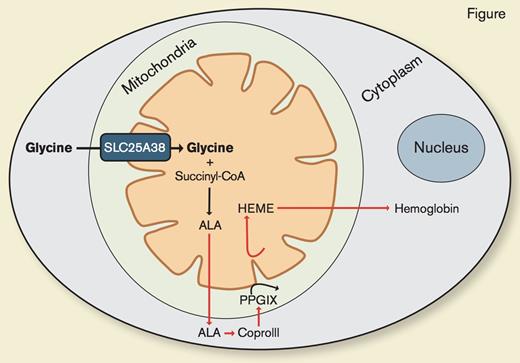 SLC25A38 Is a Mitochondrial Glycine Transporter Required for Heme Synthesis. Adapted from Figure S6 from Fernández-Murray JP et al. PLoS Genet. 2016;12:e1005783.