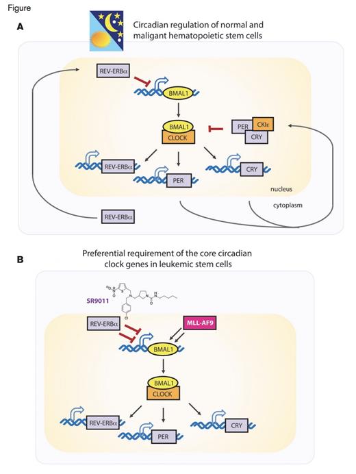 Normal and Malignant Hematopoietic Stem Cells Have Circadiandependent Regulation of Gene Expression but Leukemic Stem Cells in AML Require Core Circadian Clock Genes. (A) Circadian rhythm is generated by cyclic expression of BMAL1, which is high at the beginning of a subjective day and low at the beginning of a subjective night. When BMAL1 is expressed it forms a heterodimeric transcription factor with CLOCK to directly promote the expression of CRY, PER, and REV-ERBα. CRY, PER, and REV-ERBα then serve to inhibit the expression of BMAL1 and/ or the heterodimerization of BMAL1 to CLOCK. (B) The cyclic expression of these genes are present in normal as well as leukemic stem cells in vivo and Puram et al. have now found that BMAL1 and CLOCK are 1) upregulated by the MLLAF9 fusion oncoprotein and 2) preferentially required in leukemic stem cells over normal hematopoietic stem cells. Moreover, the malignant cells were preferentially sensitive to the compound SR9011, which is an agonist of REV-ERBα and downregulates BMAL1 expression.
