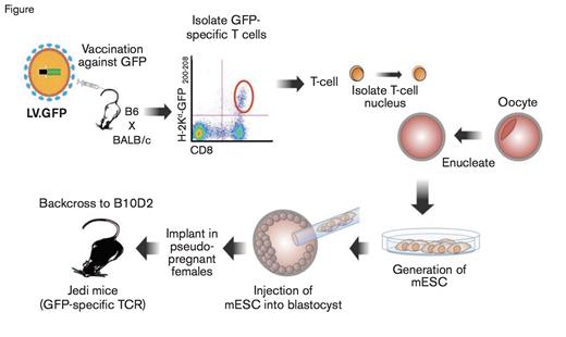 Schematic of the Methodology to Produce Jedi Mice. EGFP, enhanced green fluorescent protein; LV.EGFP, lentivirus expressing EGFP (LV.EGFP); TCR, T cell receptor.