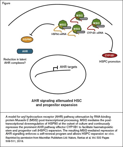 A model for aryl hydrocarbon receptor (AHR) pathway attenuation by RNA-binding protein Musashi-2 (MSI2) post-transcriptional processing. MSI2 mediates the posttranscriptional downregulation of HSP90 at the outset of culture and continuously represses the prominent AHR pathway effector CYP1B1 to facilitate haematopoietic stem and progenitor cell (HSPC) expansion. The resulting MSI2-mediated repression of AHR signalling enforces a self-renewal program and allows HSPC expansion ex vivo. Reprinted by permission from Macmillan Publishers Ltd: Nature, Rentas et al, Vol. 532 Pages 508-511, 2016.