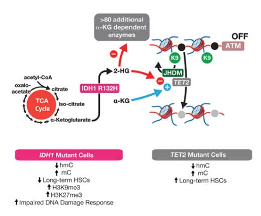 IDH1R132-mutant Cells Have Decreased Ataxia Telangiectasia Mutated (ATM) and Impaired DNA Damage Response, Which Occur Independently From Effects of Mutant Isocitrate Dehydrogenase 1 (IDH) on TET2. IDH1 normally serves in the tricarboxylic acid (TCA) cycle to convert isocitrate to α-ketoglutarate (αKG). Mutations in IDH1 and IDH2 confer a change-of-function of these enzymes causing them to convert αKG to the oncometabolite 2-hydroxyglutarate (2HG). 2HG competitively inhibits αKG-dependent enzymes, which includes the methylcytosine dioxygenase enzyme TET2, the Jumonji C-domain–containing family of histone lysine demethylases (JHDM), and more than 80 additional enzymes. In their article, Dr. Satoshi Inoue and colleagues identify that IDH1R132H-mutant cells have reduced expression of ATM, at least partly due to increased histone H3 lysine 9 (H3K9) trimethylation at the ATM locus. This results in reduced long-term hematopoietic stem cells and impaired DNA damage response in IDH1-mutant cells, which are features not seen in TET2-mutant cells. This stands in contrast to DNA 5-methylcytosine (mC) and 5-hydroxymethylcytosine (hmC), which are similarly altered in TET2- and IDH1-mutant cells.