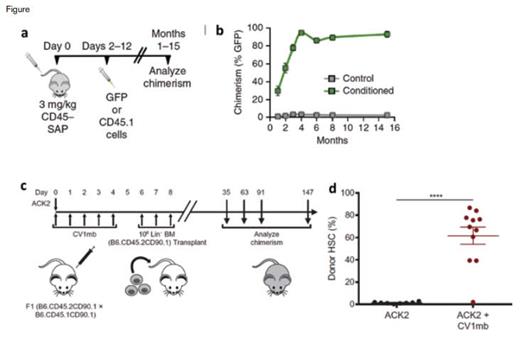 Protocol Schematics. a) Schematic of CD45-SAP conditioning protocol. Mice were treated with 3 mg/kg CD45-SAP and transplanted with 107 bone marrow cells two to 12 days later. b) Long-term assessment of peripheral blood chimerism after transplantation eight days following CD45-SAP conditioning. c) Schematic of combination ACK2 and CV1mb conditioning protocol. Mice were treated once with 500 μg ACK2 and 500 μg CV1mb for five days. A day later, 1 million lineage-depleted bone marrow cells were transplanted. d) Frequency of donor-derived hematopoietic stem cells 24 weeks after transplantation.