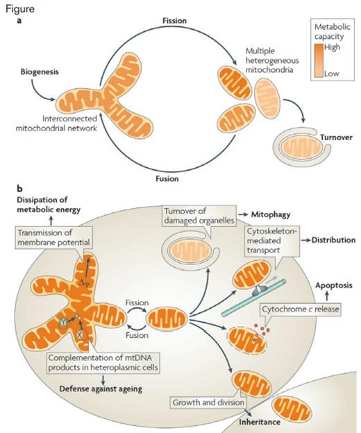 Diagram of the Biological Functions of Mitochondrial Dynamics. A) The mitochondrial life cycle starts with growth and division of pre-existing organelles (biogenesis) and ends with degradation of impaired or surplus organelles by mitophagy (turnover). In between, mitochondria undergo frequent cycles of fusion and fission that allow the cell to generate multiple heterogeneous mitochondria or interconnected mitochondrial networks, depending on the physiological conditions. B) Fusion and fission of mitochondria are important for many biological functions. Division is required for inheritance and partitioning of organelles during cell division, for the release of pro-apoptotic factors from the intermembrane space, for intracellular distribution by cytoskeleton-mediated transport and for turnover of damaged organelles by mitophagy. Fused mitochondrial networks are important for the dissipation of metabolic energy through transmission of membrane potential along mitochondrial filaments and for the complementation of mitochondrial DNA (mtDNA) gene products in heteroplasmic cells to counteract decline of respiratory functions in ageing (X and Y depict alleles of different mitochondrial genes).