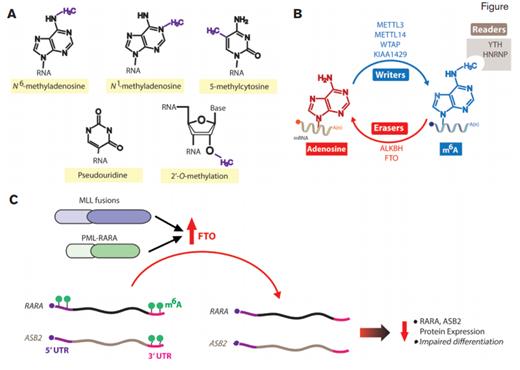 Messenger RNA (mRNA) Modifications, N6-methyladenosine (m6A) Modifiers, and Their Relevance to Acute Myeloid Leukemia (AML). A) Structure of m6A and other mRNA post-transcriptional modifications. B) The writer, reader, and erase proteins of m6A. C) Schema of results from Dr. Li and colleagues who have identified that the m6A eraser FTO is upregulated in MLL- and PML-RARA–rearranged AML and promotes leukemogenesis. FTO removes m6A marks from the 3’ and/or 5’ untranslated regions (UTRs) of select transcripts such as RARA and ASB2, which are important mediators of PML-RARA- and MLL-rearranged leukemogenesis. Removal of these marks was associated with reduced half-life of these transcripts and consequent reduced protein expression and impaired hematopoietic differentiation.