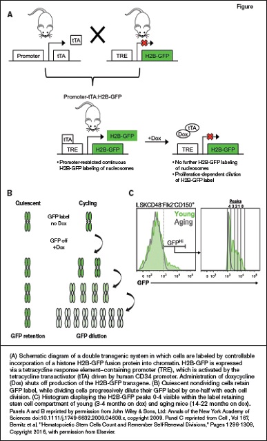 (A) Schematic diagram of a double transgenic system in which cells are labeled by controllable incorporation of a histone H2B-GFP fusion protein into chromatin. H2B-GFP is expressed via a tetracycline response element–containing promoter (TRE), which is activated by the tetracycline transactivator (tTA) driven by human CD34 promoter. Administration of doxycycline (Dox) shuts off production of the H2B-GFP transgene. (B) Quiescent nondividing cells retain GFP label, while dividing cells progressively dilute their GFP label by one-half with each cell division. (C) Histogram displaying the H2B-GFP peaks 0-4 visible within the label retaining stem cell compartment of young (3-4 months on dox) and aging mice (14-22 months on dox). Panels A and B reprinted by permission from John Wiley & Sons, Ltd: Annals of the New York Academy of Sciences doi:10.1111/j.1749-6632.2009.04608.x, copyright 2009. Panel C reprinted from Cell , Vol 167, Bernitz et al, "Hematopoietic Stem Cells Count and Remember Self-Renewal Divisions," Pages 1296-1309, Copyright 2016, with permission from Elsevier.