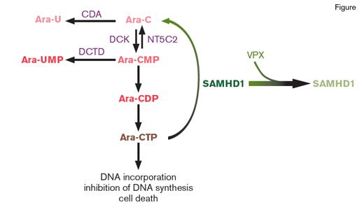 Diagram of the Role of SAMHD1 in Cytarabine (ara-C) Metabolism. Upon entering cells, ara-C is converted into its active metabolite ara-C triphosphate (ara-CTP). Ara-CTP, in turn, results in lethal misincorporation into genomic DNA. The enzyme SAMHD1 limits ara-C cytotoxicity by hydrolyzing ara-CTP. Interestingly, an accessory protein, termed viral protein X (VPX), encoded by several viruses recruits SAMHD1 to a cullin4A-RING E3 ubiquitin ligase, targeting SAMHD1 for proteasomal degradation. Depletion of SAMHD1 in this method promotes sensitivity of cells to ara-CTP. The expression level of other proteins responsible for ara-C transport metabolism as shown in this figure do not correlate with response to ara-C mediated cell death. Abbreviations: cytidine deaminase (CDA), deoxycytidylate deaminase (DCTD), deoxycytidine kinase (DCK), 5'-nucleotidase-II (NT5C2).