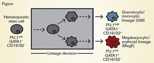 Hematopoietic Stem Cells Differentiating Into GM Cells or MegE-lineage Cells. Hematopoietic stem cells (gray) can differentiate and are annotated as committed toward the granulocytic/monocytic (GM, blue) lineage via detection of CD16/32 or toward the megakaryocytic/erythroid lineage (MegE, red) via detection of GATA1-mCherry expression. These conventional markers appear after the lineage decision of the cell (gray box).