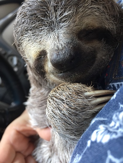 Gotlib 5/1/17 Photo C. / Gotlib 5/1/17 Photo C