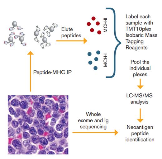 Schematic of Proteomic and Sequencing Platform Used to Identify Tumor Neoantigens. Tumor samples from 17 patients with mantle cell lymphoma were used to 1) isolate major histocompatibility complex (MHC) ligands through immunoprecipitation (IP) followed by liquid chromatography-tandem mass spectroscopy (LC-MS/MS) and 2) perform whole exome sequencing and immunoglobulin gene sequencing in order to identify neoantigen peptides.