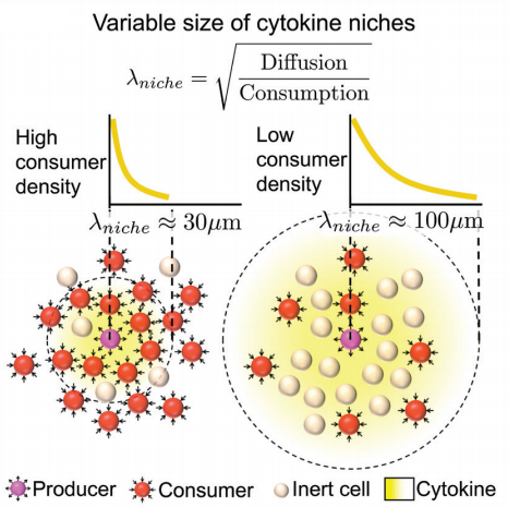 Diagram of Simple Diffusion-Consumption Kinetics. Cytokines are secreted by a producing cell and freely diffuse between cells. Upon binding to a receptor, the cytokine is endocytosed, or consumed. This creates a gradient of localized cytokine niche with a typical length scale of μniche. Increasing consumers will lead to a decrease in the  μniche and vice versa. When  μniche is small relative to the total organ size, increases in cell-to-cell variability are likely. (Reprinted from Immunity, Vol 46, Oyler-Yaniv A et al, A Tunable Diffusion-Consumption Mechanism of Cytokine Propagation Enables Plasticity in Cell-to-Cell Communication in the Immune System, pp 609-620, Copyright 2017, with permission from Elsevier).