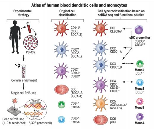 Establishing a Human Blood Monocyte and Dendritic Cell Atlas. Researchers isolated approximately 2,400 cells enriched from the healthy human blood HLA-DR+ lineage- compartment and subjected them to single-cell RNA sequencing. This strategy, together with follow-up profiling and functional and phenotypic characterization, led them to update the original cell classification to include six dendritic cells (DCs), four monocyte subtypes, and one conventional DC progenitor. From Villani AC et al. Single-cell RNA-seq reveals new types of human blood dendritic cells, monocytes, and progenitors. Science. 2017. doi:10.1126/science.aah4573. Reprinted with permission from AAAS.