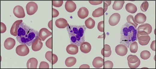 Yaseen Image Challenge Fig 2. / Yaseen Image Challenge Fig 2