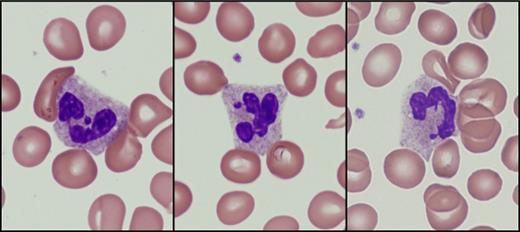 Yaseen Image Challenge Fig 1. / Yaseen Image Challenge Fig 1