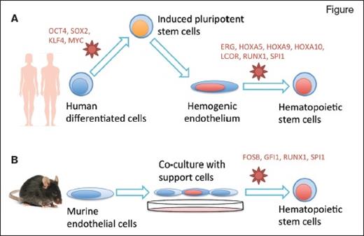 Two research groups reprogrammed differentiated cells into hematopoietic stem cells (HSCs) using specific culture conditions and retroviral delivery of transcription factors (in red). Dr. Sugimura and colleagues (A) induced pluripotency in human mature cells then redirected their differentiation into HSCs, while Dr. Lis and colleagues (B) directly reprogrammed murine endothelial cells into HSCs.