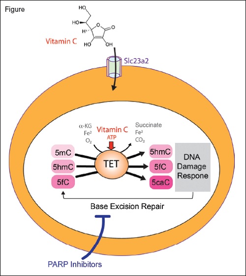 The TET enzymes are α-ketoglutarate and Fe2+-dependent dioxygenases that catalyze oxidation of 5-methylcytosine (5mC) to 5-hydroxymethylcytosine (5hmC), 5-formylcytosine (5fC), and 5-carboxylcytosine (5caC). Loss of TET2, as commonly encountered in myeloid neoplasms and clonal hematopoiesis, results in aberrant hematopoietic stem cell self-renewal. Treatment with vitamin C, a cofactor of α-ketoglutarate and Fe2+-dependent dioxygenases, restores TET enzymatic activity and suppresses leukemia formation (vitamin C enters hematopoietic stem cells via the transporter Slc23a2). Moreover, TET2 mediated DNA oxidation induced by vitamin C enhances sensitivity to PARP inhibition.