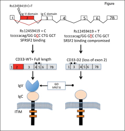 CD33 exon 2 single nucleotide polymorphism (SNP) rs12459419 influences the alternative splicing of CD33. The presence of rs12459419 in exon 2 affects the exonic enhancer binding site for SRSF2, thereby resulting in the loss of exon 2 (shown in red) in the T allele. The loss of exon 2 results in a shorter CD33 isoform lacking the IgV domain, which is recognized by gemtuzumab ozogamicin (GO) and currently used antibodies. Reprinted with permission. © 2017 American Society of Clinical Oncology. All rights reserved. Lamba, JK et al: J Clin Oncol Vol. 35, 2017: 2674-2682.