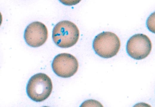 Image Challenge Nov Dec 2017. / Image Challenge Nov Dec 2017