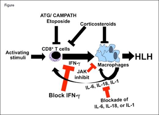 Hemophagocytic lymphohistiocytosis (HLH) is a disorder of excessive activation of T cells (most likely CD8+ T cells) that recruit and activate other immune effector cells, such as macrophages, to produce the clinical features of HLH. Interferon gamma (IFNγ) plays a central role in this pathologic inflammation, while other cytokines such as IL-6, IL-18, and IL-1 may contribute in certain situations or patients. Conventional therapy relies on etoposide, or sometimes anti–T cell antibodies (ATG or alemtuzumab), which deplete T cells globally (serotherapy) or target activated ones (etoposide). Corticosteroids, which act broadly against many aspects of inflammation, are also an important part of standard therapy. Targeted therapies in development for HLH target specific inflammatory mediators such as IFNγ, IL-6, IL-18, or IL-1. Signaling molecules engaged by some of these cytokines, including Janus kinases (JAKs), are being targeted as well.