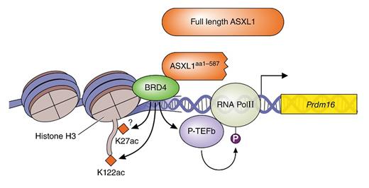 From Kitamura T. Blood. 2018;131:274-275.