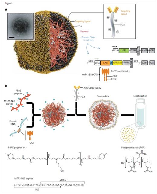 A, Schematic of the T cell-targeted DNA nanocarrier used in the authors’ experiments. The inset shows a transmission electron micrograph of a representative nanoparticle (scale bar, 100 nm). Also depicted are the two plasmids that were encapsulated into the nanoparticles; these encode an all-murine 194-1BBz chimeric antigen receptor (CAR) and the hyperactive iPB7 transposase. EF1A, eukaryotic translation elongation factor 1 alpha 1; BGH PA, bovine growth hormone polyadenylation signal; ampicillin resistance gene; ORI, origin of replication. B, Diagram describing the fabrication of the poly(β-amino ester) nanoparticles. Also shown are the chemical structures of the PBAE 447 polymer and polyglutamic acid, as well as the amino acid sequence of the microtubule-associated-nuclear localization (MTAS-NLS) peptide.
