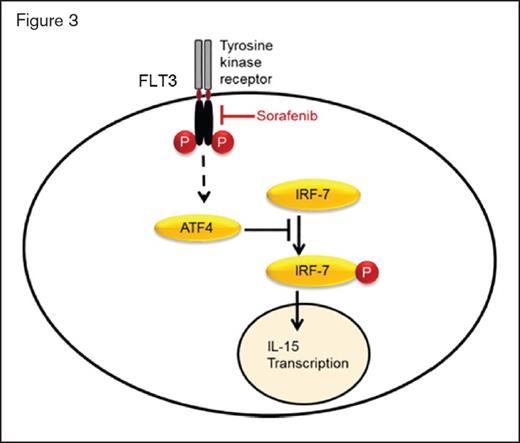 Sorafenib inhibits FLT3 receptor tyrosine kinase signalling, which normally leads to ATF4 production. Reduced ATF4 levels result in less inhibition of IRF7 phosphorylation and activation. Active p-IRF7 can translocate to the nucleus, where it activates IL-15 transcription.