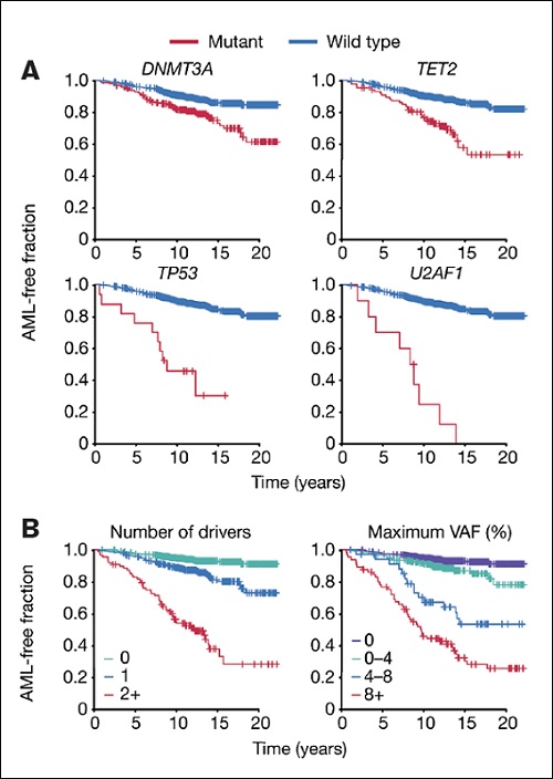 Kaplan-Meier curves of acute myeloid leukemia (AML)-free survival, defined as the time between sample collection and AML diagnosis, death or last follow-up. Survival curves are stratified according to mutation status for selected genes (A) or number of driver mutations per individual and largest clone detected (B). Adapted/Translated by permission from Springer Nature: Abelson S. et al. Prediction of acute myeloid leukaemia risk in healthy individuals. 2018;559:400-404.
