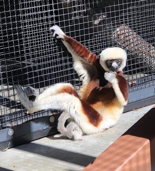 Charlie in his enclosure at the Duke Lemur Center.