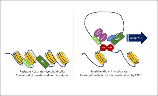 Proposed model of glucocorticoid sensitivity. Open chromatin loops facilitate interactions between enhancer regions and effector molecules such as the proapoptotic protein, BIM. In nonlymphoid cells, or resistant ALL, this chromatin is inaccessible, which prevents downstream transcriptional activation of glucocorticoid targets.