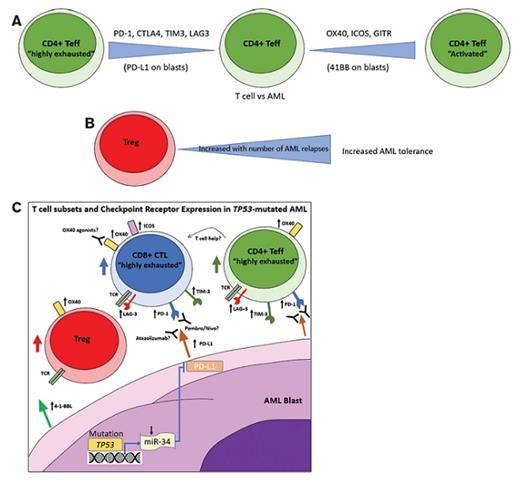 (A) Fine tuning of the T effector (Teff) response against AML though “activating” (OX40, ICOS, GITR, 4-1–BBL) and “exhausting” (PD-1/L1 CTLA4, TIM3, LAG3) checkpoint receptor-ligand pairs; (B) Increasing numbers of T regulatory cells (Tregs) with AML relapses leads to an increased immunosuppression and AML tolerance; (C) mutated TP53 leads to decreased transcription of microRNA-34 (miR-34) and subsequent transcriptional disinhibition of its target gene PD-L1 thus increasing expression of PD-L1 on AML blasts; increased numbers of Tregs and highly exhausted Teffs in AML impedes antitumor responses but may be amenable to PD-1/L1 axis antagonism by PD-1 inhibitors pembrolizumab/nivolumab or PD-L1 antagonist Atezolizumab; OX40 agonists may enhance tumor killing directly through CD8+ cytotoxic T cells (CTL) or indirectly through enhanced CD4+ Teff-mediated help.
